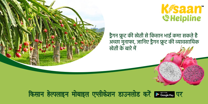 ड्रैगन फ्रूट की खेती से किसान भाई कमा सकते है अच्छा मुनाफा, जानिए ड्रैगन फ्रूट की व्यावसायिक खेती के बारे में